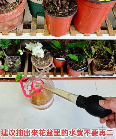 家庭养花用生根粉