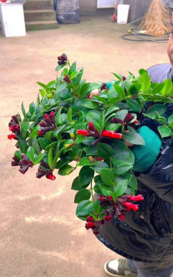 家庭养花用生根粉