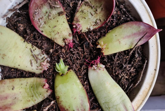 家庭养花用生根粉