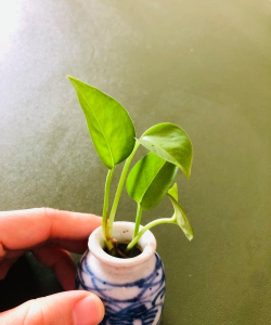 家庭养花用生根粉