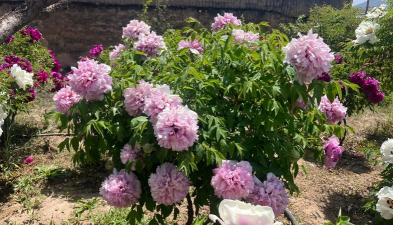 家庭养花用生根粉