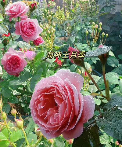 家庭养花用生根粉