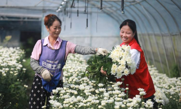 家庭养花用生根粉