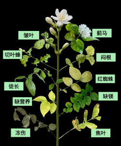 家庭养花用生根粉