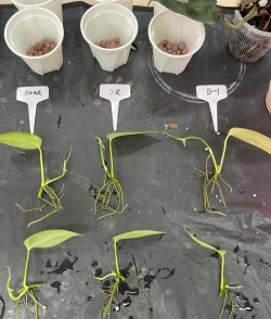 家庭养花用生根粉