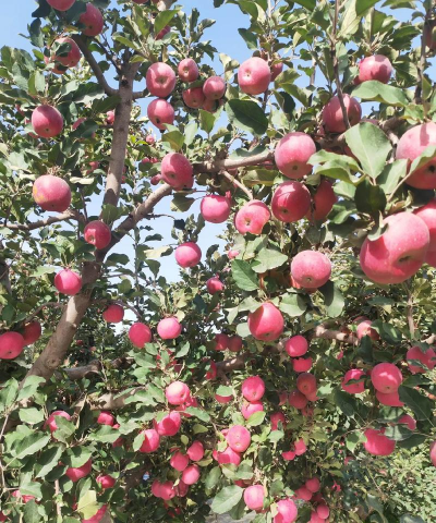 红富士苹果低产园综合改造技术总结