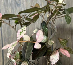 日本络石怎么养护