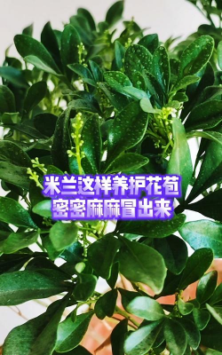 家庭养花用生根粉