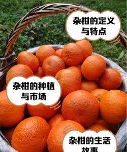特早蜜橘爱莎柑橘、爱沙杂柑新品种产品介绍