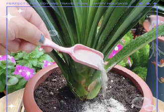 家庭养花用生根粉