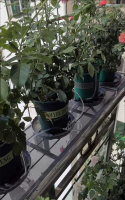 家庭养花用生根粉