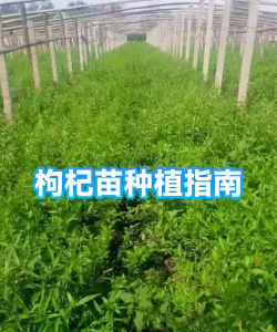 河北枸杞树苗怎么种