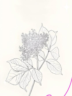 接骨木叶子怎么