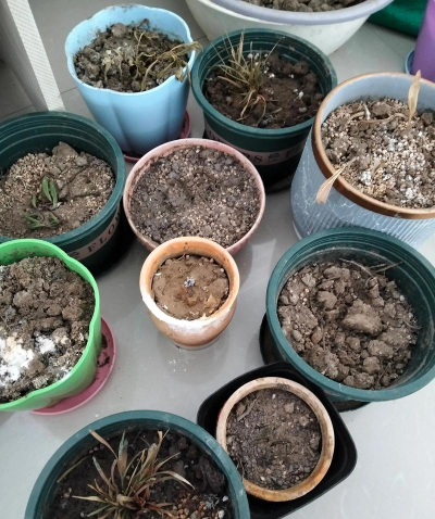 家庭养花用生根粉