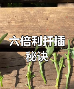 家庭养花用生根粉