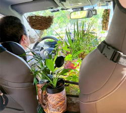 家庭养花用生根粉