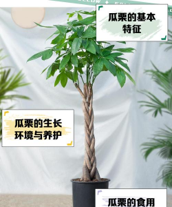 瓜栗花卉怎么饲养