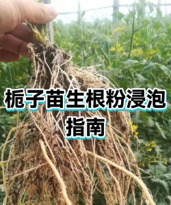 家庭养花用生根粉
