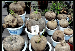 长柄地不容怎么繁殖