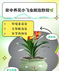 养花怎么解决蚊子