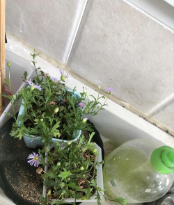 姬小菊秋冬怎么浇水