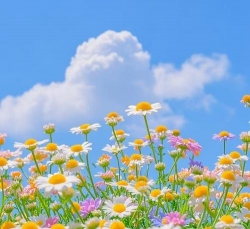 塞浦路斯家养花卉