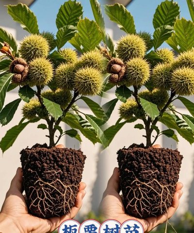 板栗盆栽怎么弄