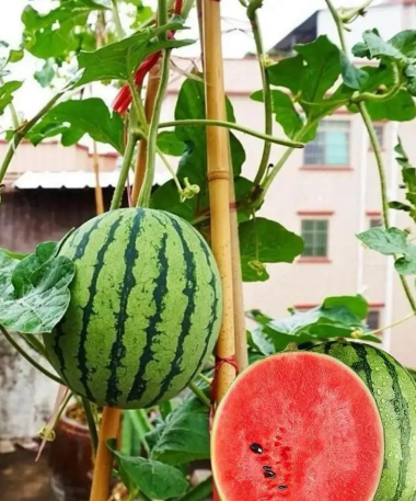 小城养花记西瓜