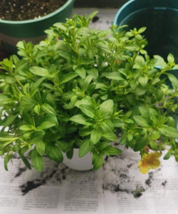 家庭养花用生根粉