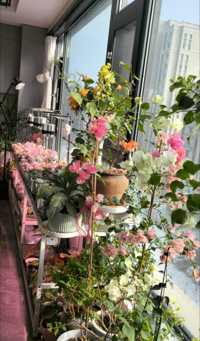 家庭养花用生根粉