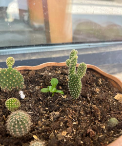 家庭养花用生根粉