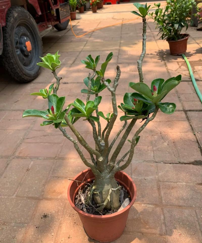 家庭养花用生根粉