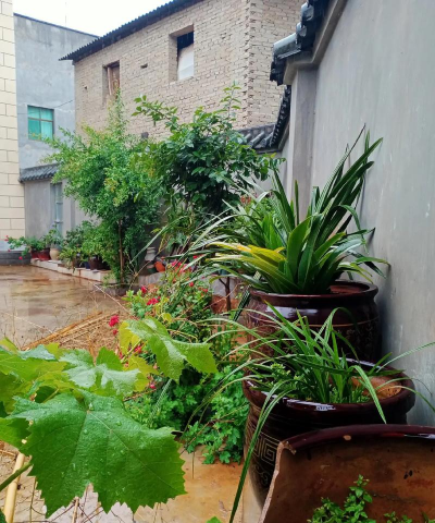 家庭养花用生根粉