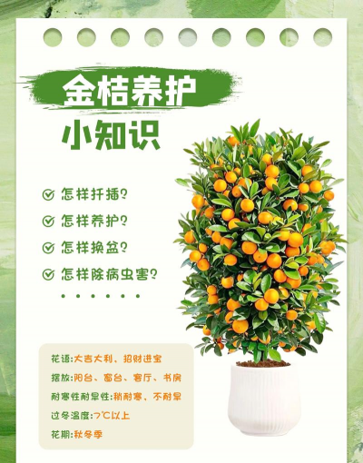 看橘子怎么养殖