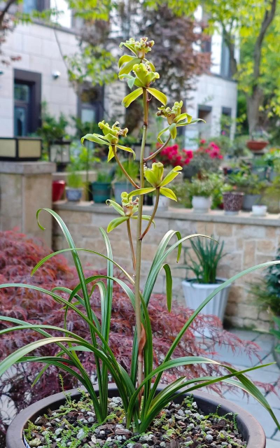 绿牡丹怎么养殖方法