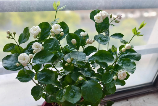 家庭养花用生根粉