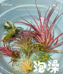 空气凤梨怎么种树上