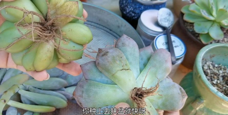 家庭养花用生根粉