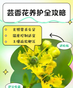 芸香花怎么养