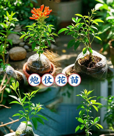 爆竹雪茄花怎么繁殖