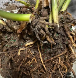 家庭养花用生根粉