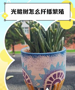 关棍树怎么繁殖