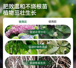 家庭养花用生根粉