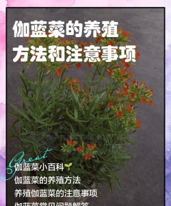 伽蓝菜属怎么养护