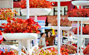 家庭养花用生根粉