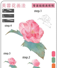 芙蓉花怎么花