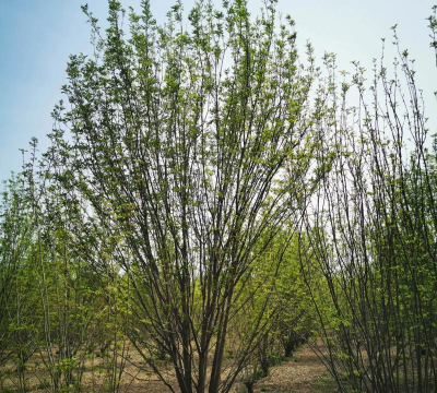 丛生白蜡怎么载的