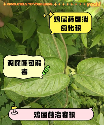 鸡屎怎样养花用