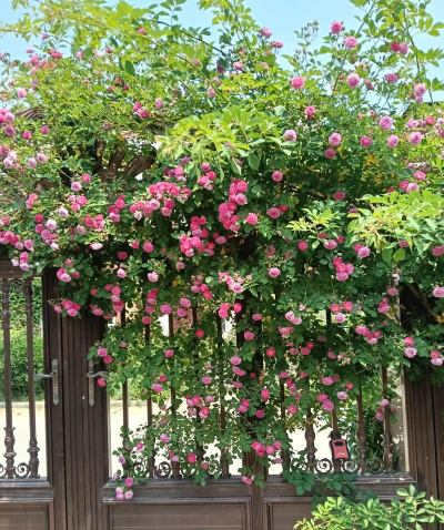 荣成养花的地方