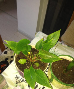 家庭养花用生根粉